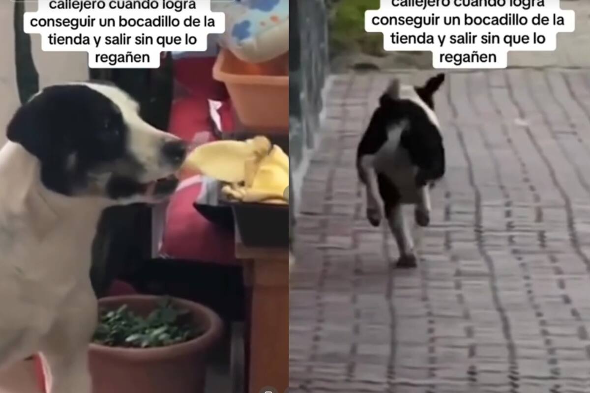 Perro causa ternura al conseguir un aperitivo de una tienda y salir como si nada