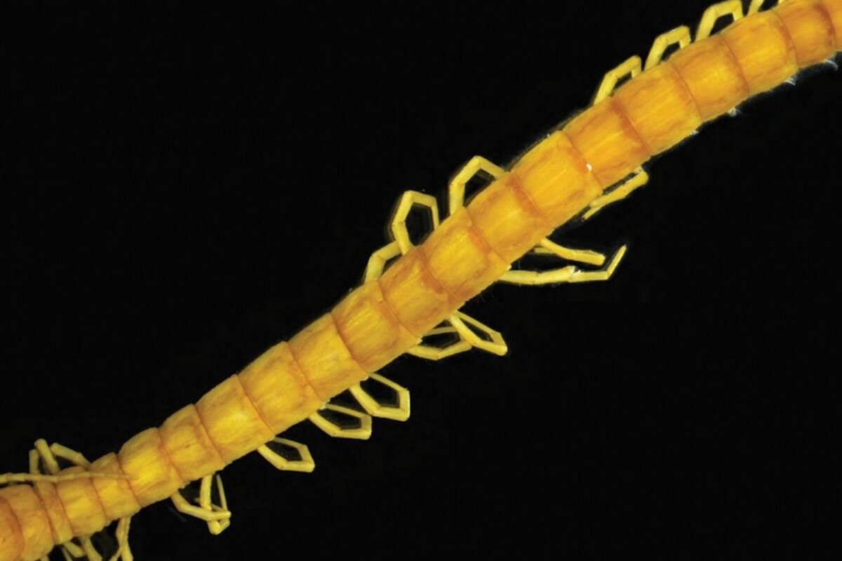 Hallan nueva especie de ciempiés en Rumania