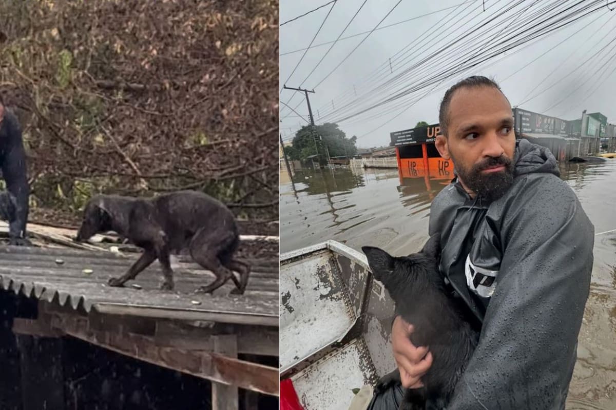 VIDEOS | Peleador de UFC rescata animales atrapados en las inundaciones de Brasil