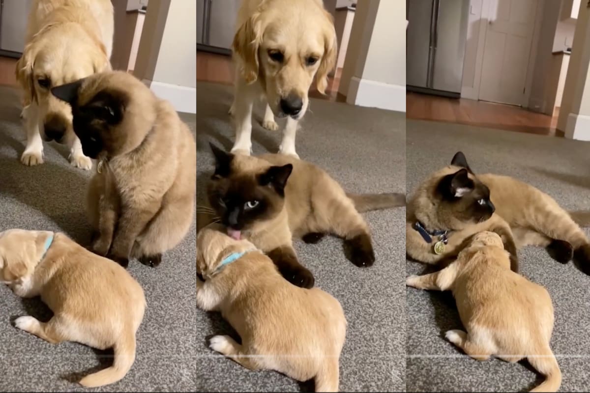 Gato se convierte en el “padrastro” de los cachorros de una perra | VIRAL