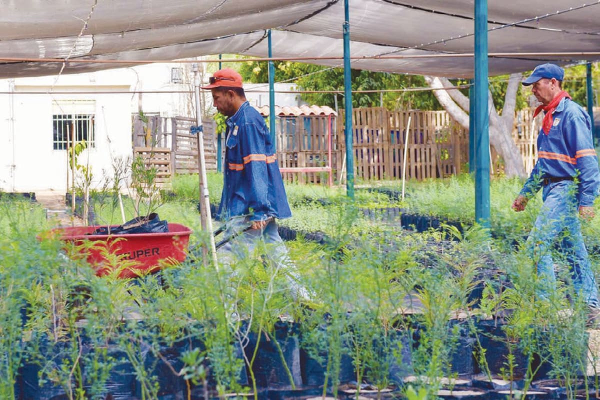 ¡Aproveche! Hoy el Vivero Municipal de Hermosillo regalará 500 plantas