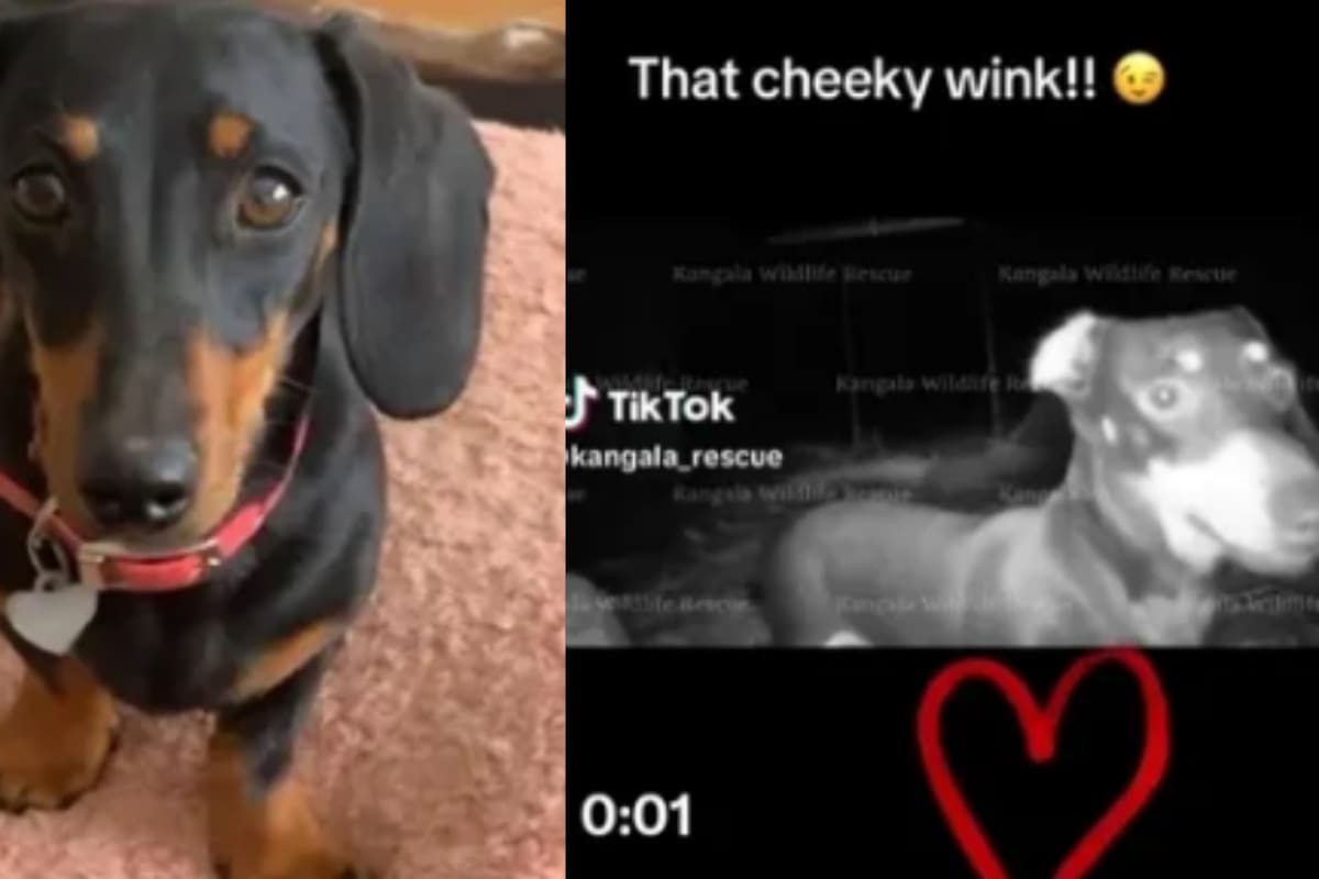 Historia viral: perrita salchicha sobrevive 528 días sola en una isla de Australia