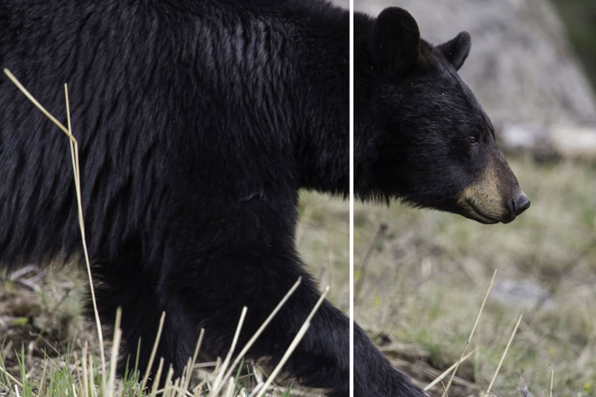 Un oso que abre la puerta de un Mercedes-Benz como si fuera suyo