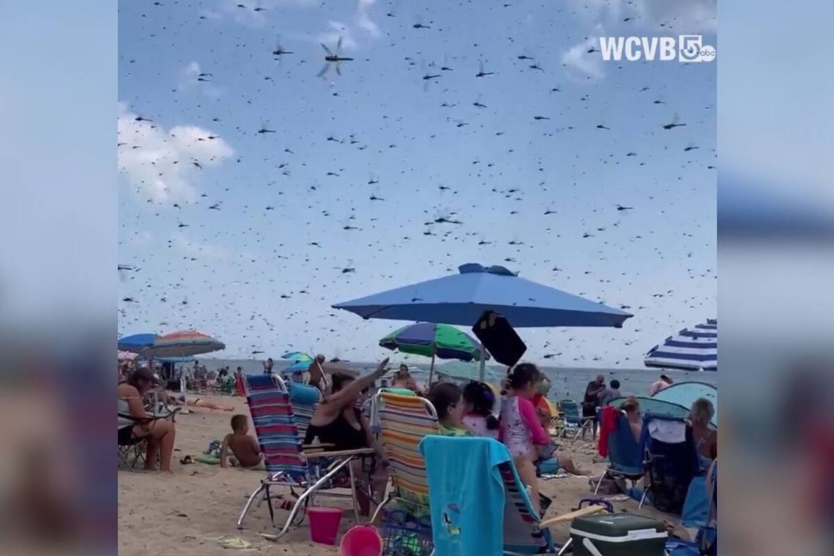 Video: libélulas gigantes se “apoderan” de playa en Estados Unidos