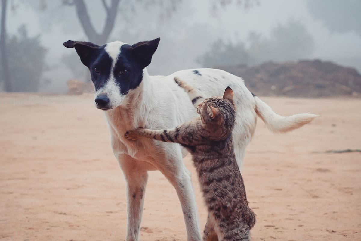 Incrementan familias con perros y gatos en Baja California