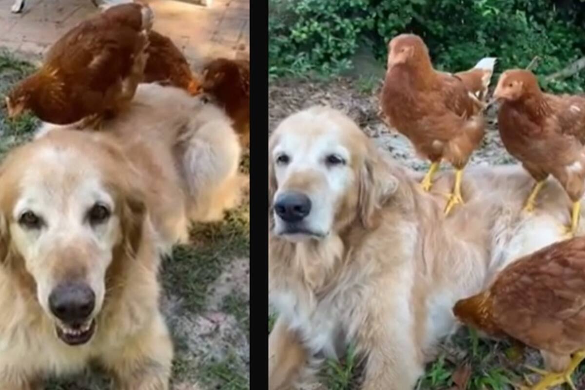 Amistad entre un perrito y un grupo de gallinas enternece a la red