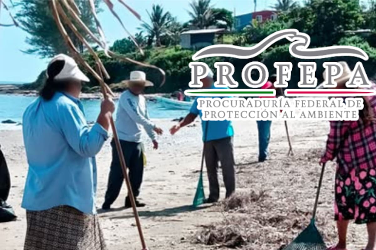 Limpian playa de anidación de tortugas en Veracruz; recogen 76 kilos de basura