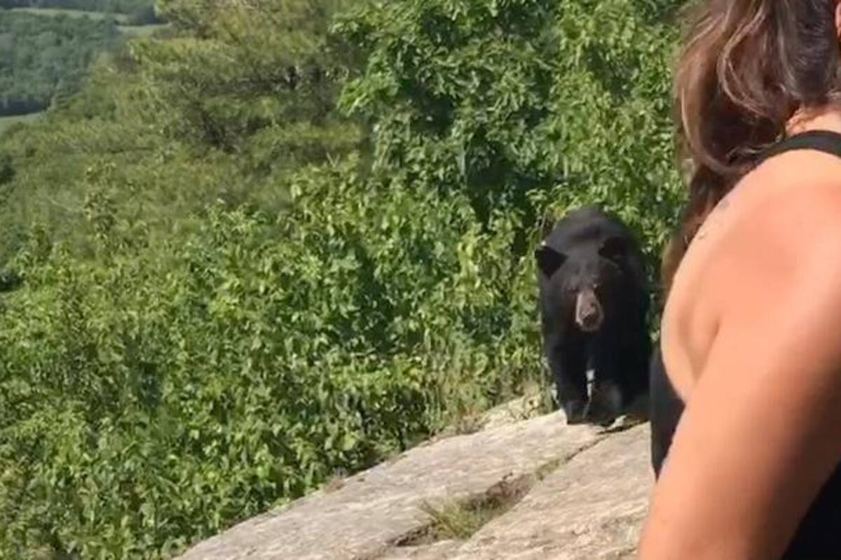 Oso sorprende a senderistas