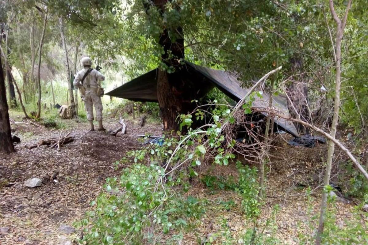 Localizan más plantíos de amapola; ahora en Ensenada