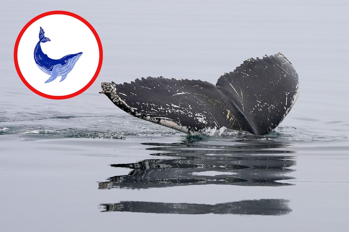 Vivir en el océano implica superar obstáculos formidables: desde la dificultad de encontrar alimento en un entorno tridimensional y vasto, hasta soportar condiciones extremas de presión y temperatura. Foto: Pixabay/Canva