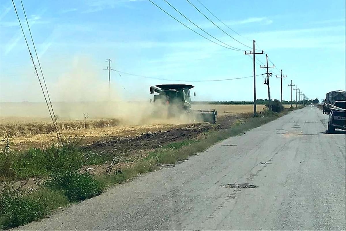 Incierto panorama del trigo: Sagarhpa