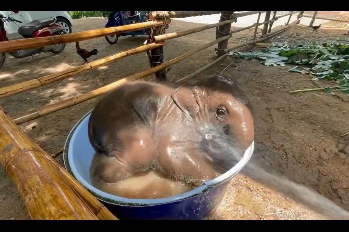 VIDEO: Elefante conmueve en TikTok en esta escena