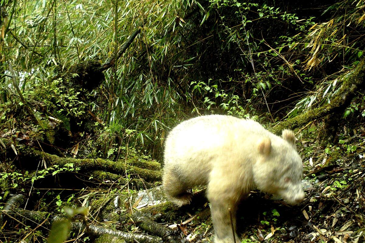 Captan raro ejemplar de panda albino en el Suroeste de China