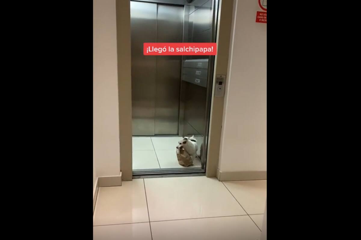 VIRAL TIKTOK: Perrito aprende a recoger los paquetes de sus dueños y se los lleva hasta la puerta de su casa