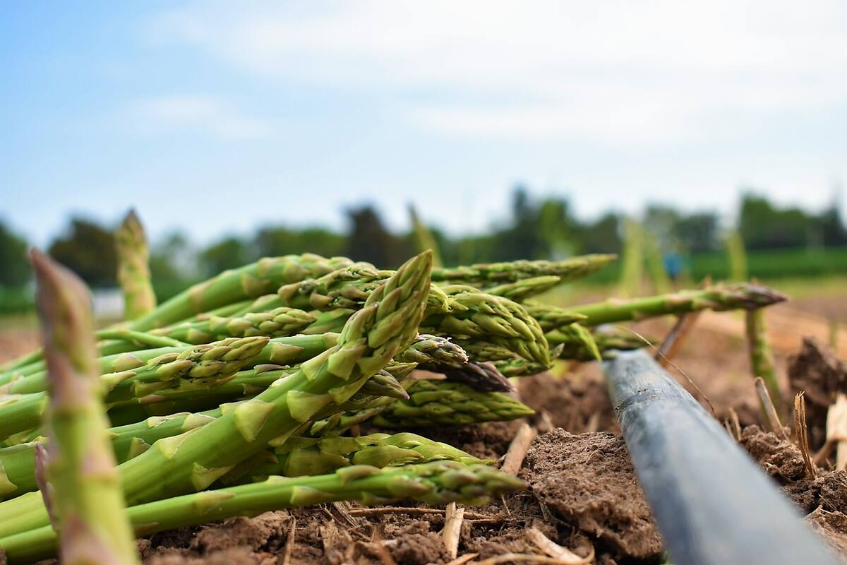 Espárrago es el cultivo más robado en el Valle