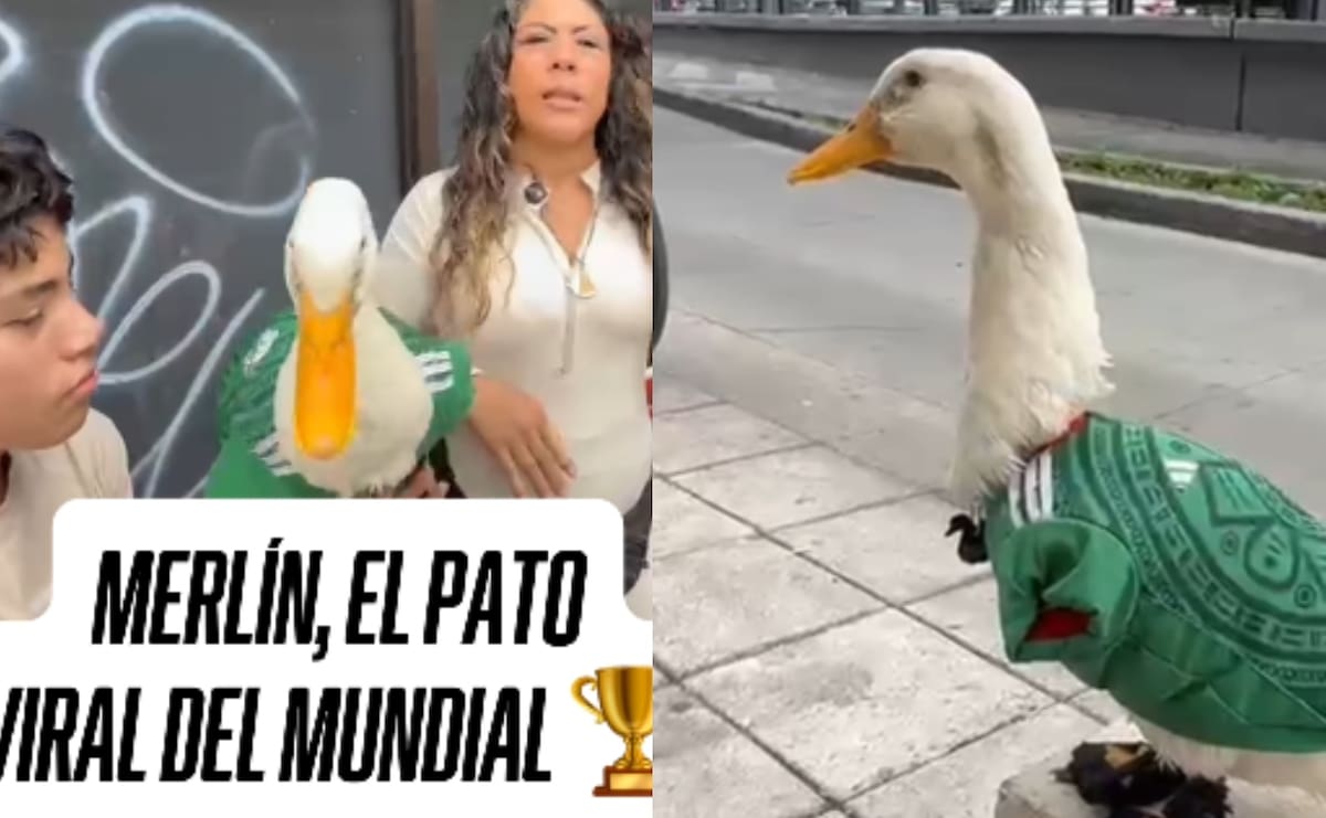 Conoce a Merlín, el pato del Mundial: tiene 2 años y ya es toda una sensación