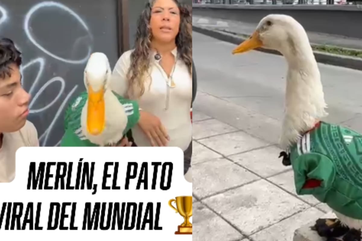 Conoce a Merlín, el pato del Mundial: tiene 2 años y ya es toda una sensación