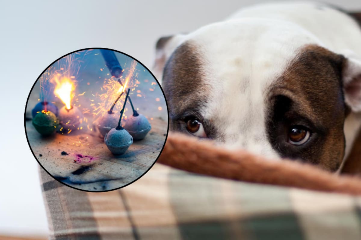 Ángeles Perrunos recibió más reportes de mascotas extraviadas