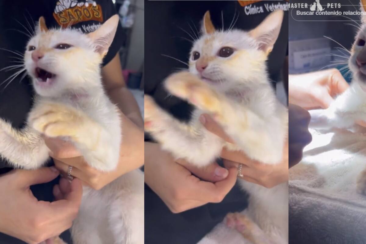 VIDEO: esto le puede pasar a tu gato si le aplican una pipeta antipulgas para perro