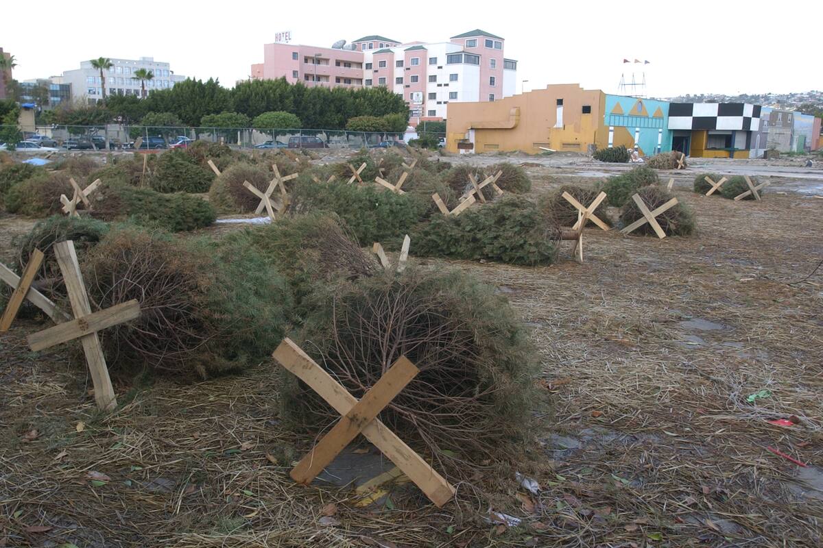 Recolectan árboles de Navidad para generar ingresos extras