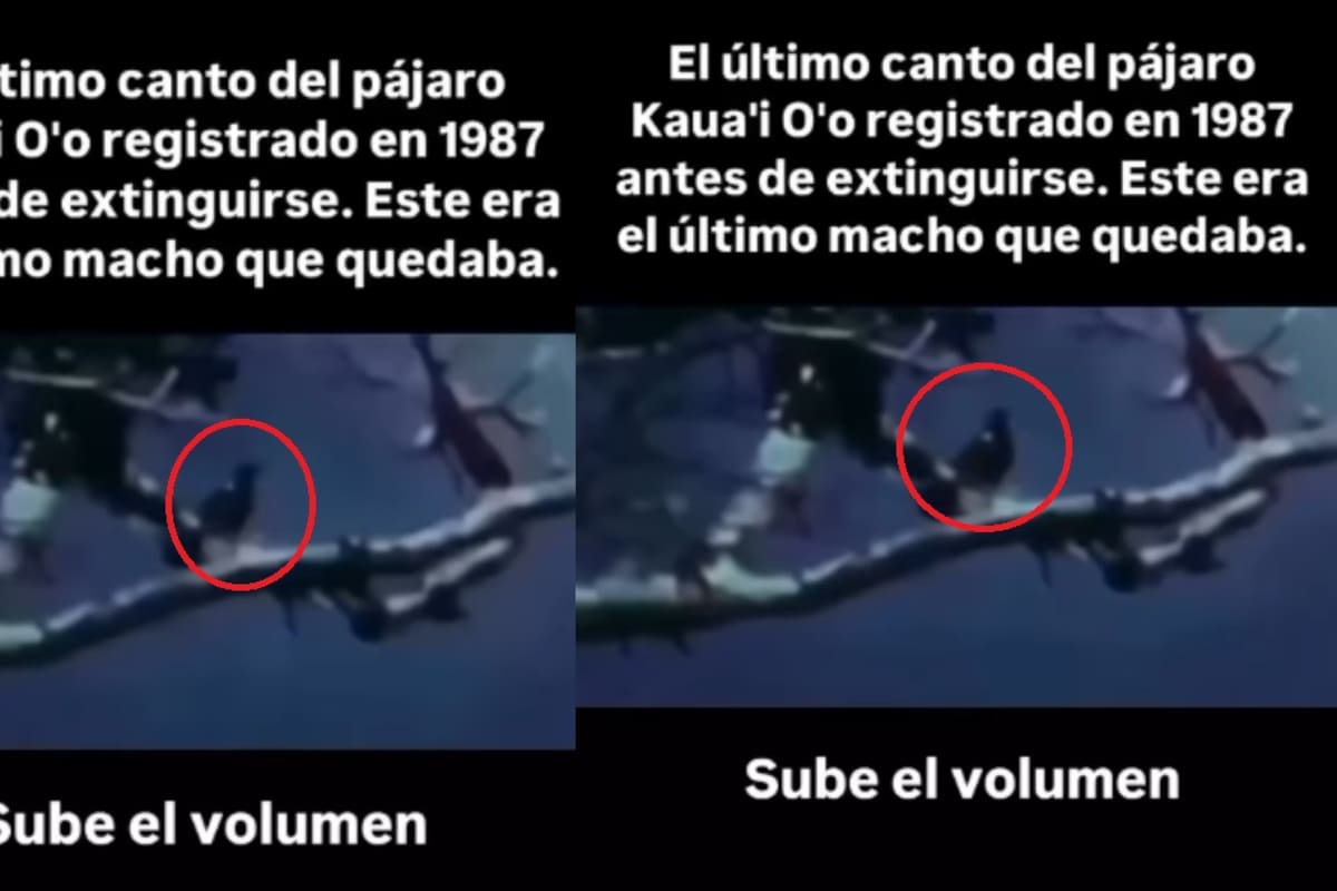 Revelan el último canto del ave Kaua’i ‘o’o, grabado en 1987: ¿cómo era esta especie?