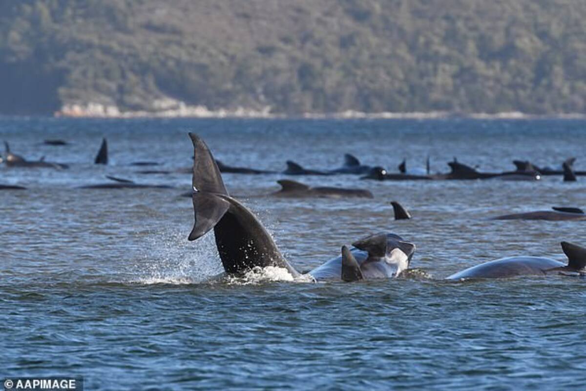 ¡Tragedia ambiental! Mueren 90 ballenas piloto al vararse al Oeste de Tasmania