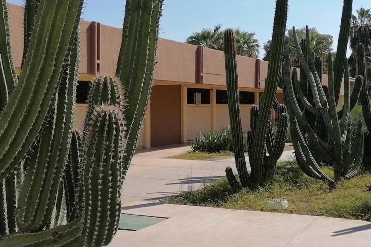 Apuestan cajemenses a los jardines xéricos