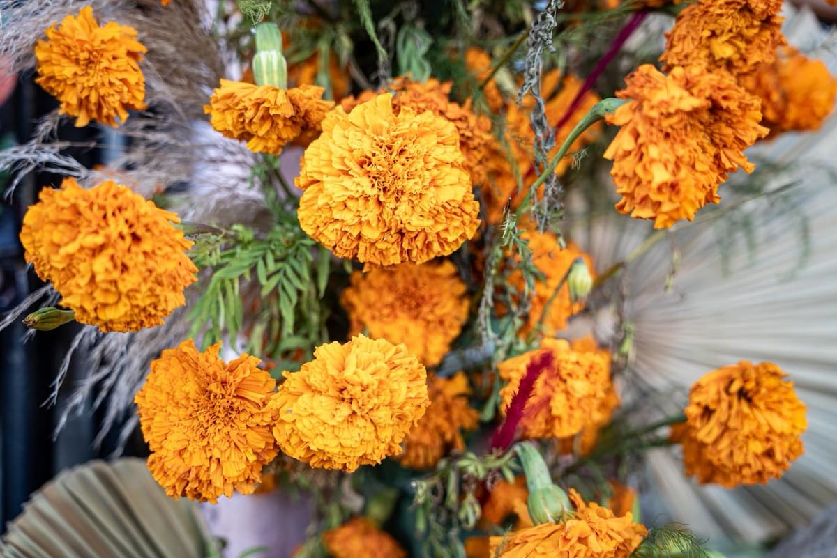 El crecimiento de la competencia ha generado una reducción significativa en sus ingresos. Foto: Border Zoom