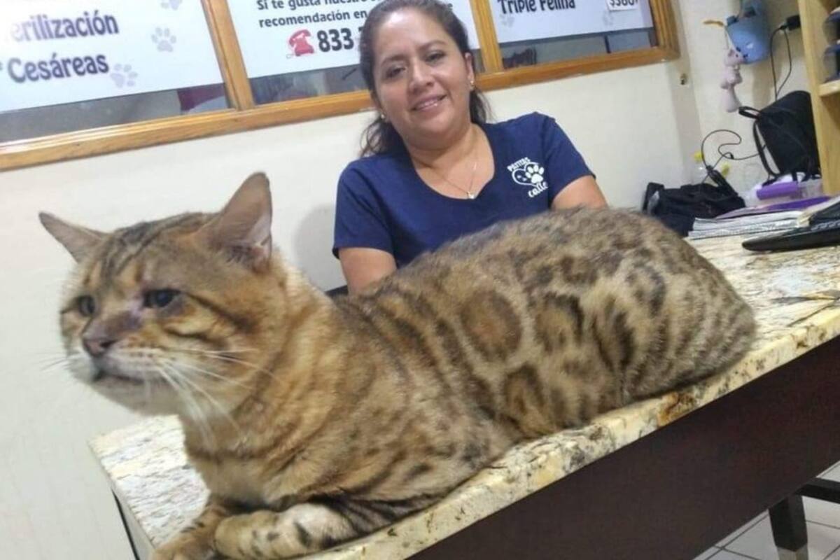 Creyeron que era un leopardo: rescatan a enorme gato en parque de Tampico