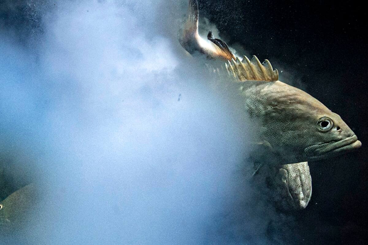 Fotógrafo de vida silvestre del año: la imagen "Sexo explosivo" gana el primer premio