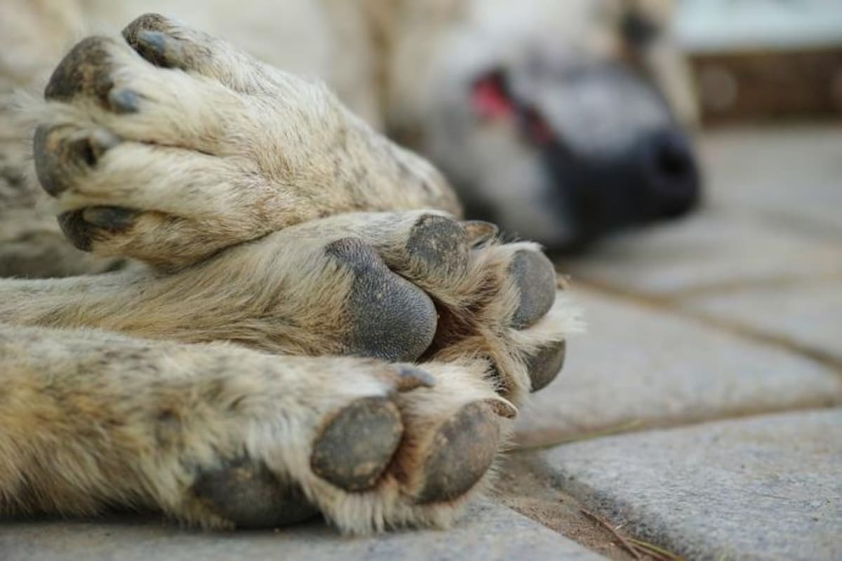 45 perros fueron envenenados en San Luis Potosí y autoridades investigan
