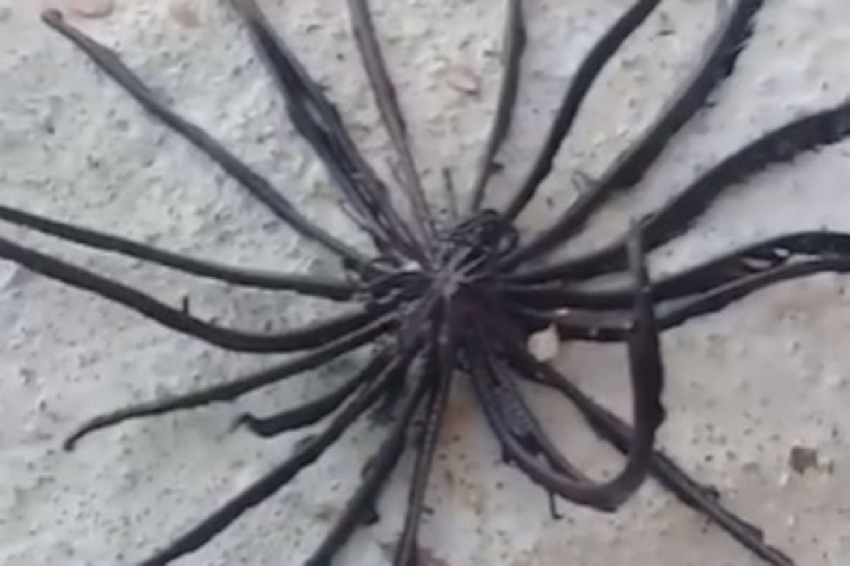 Atrapa extraño animal marino con múltiples patas