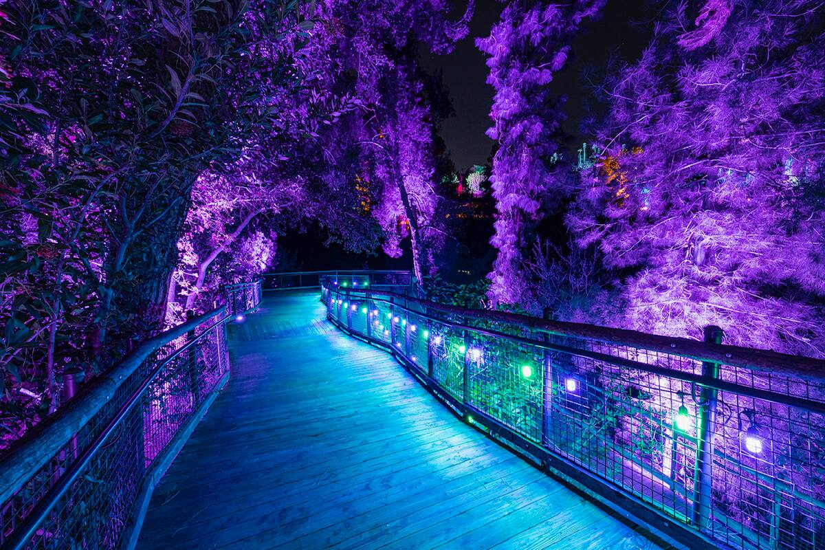 Los visitantes podrán caminar a través del puente Safari Walk mientras se transforma en un túnel de luz musical y mágico.