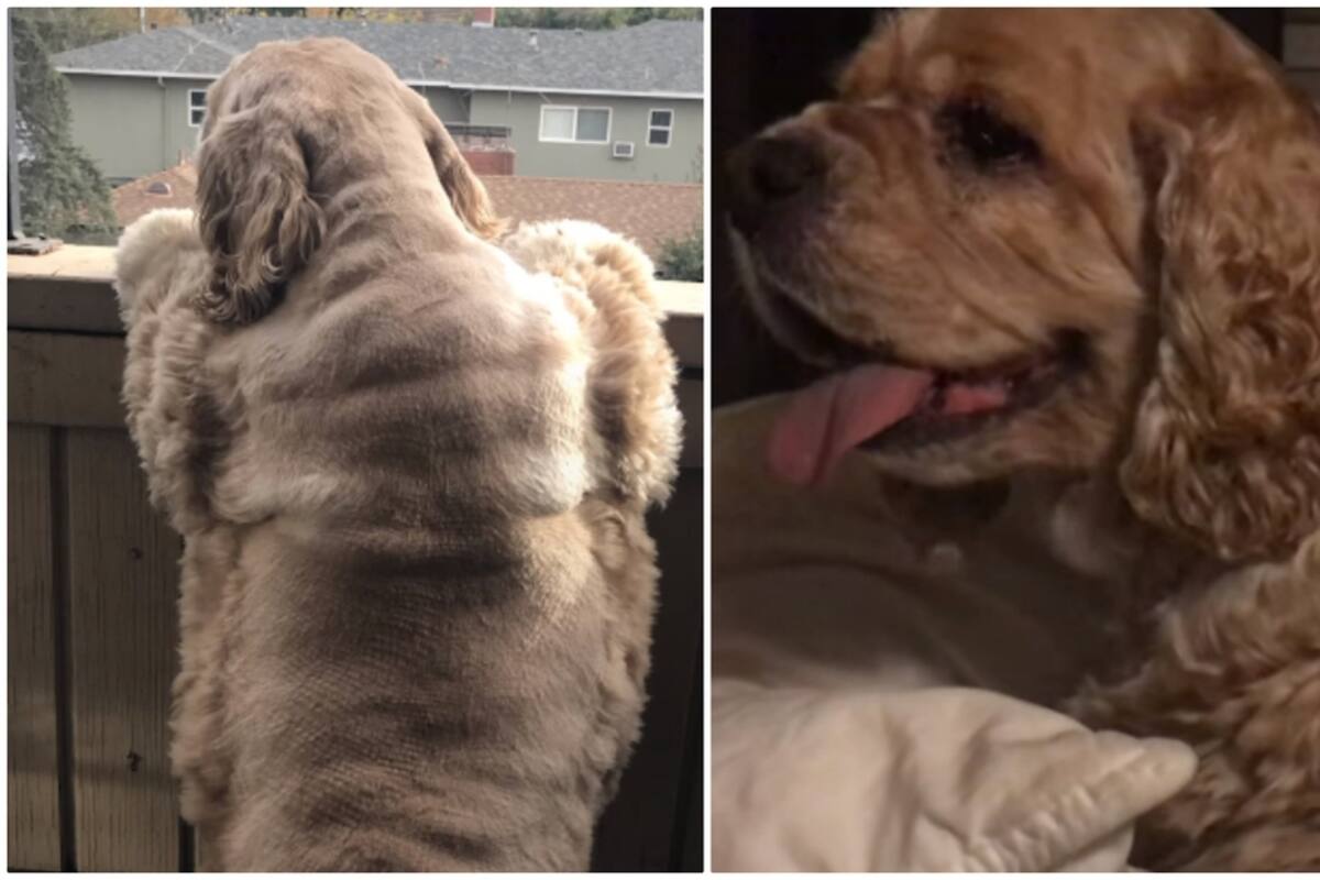 Perrita con sobrepeso es rescatada y ahora está irreconocible