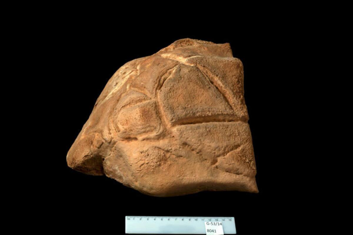 Tortuga esculpida en una cueva pudo haber sido objeto de culto 35,000 años antes del cristianismo
