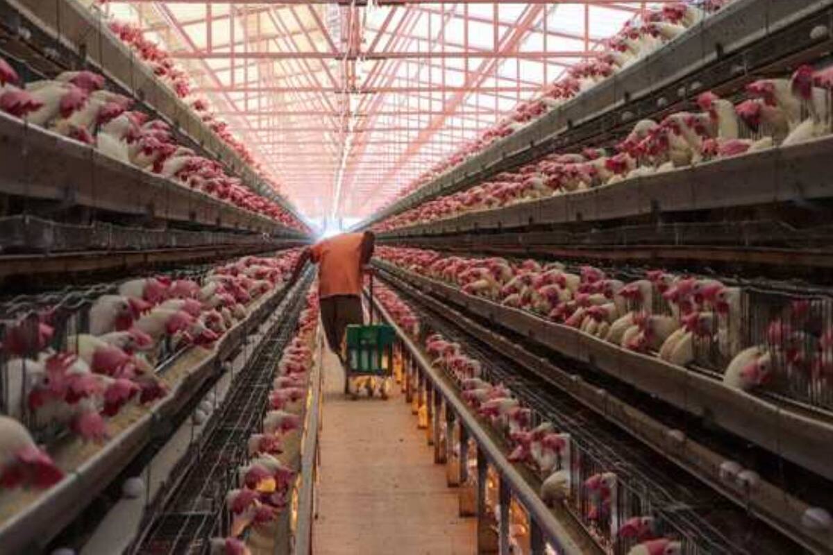 AH5N1: Avanza vacunación contra influenza aviar en unidades de producción avícola