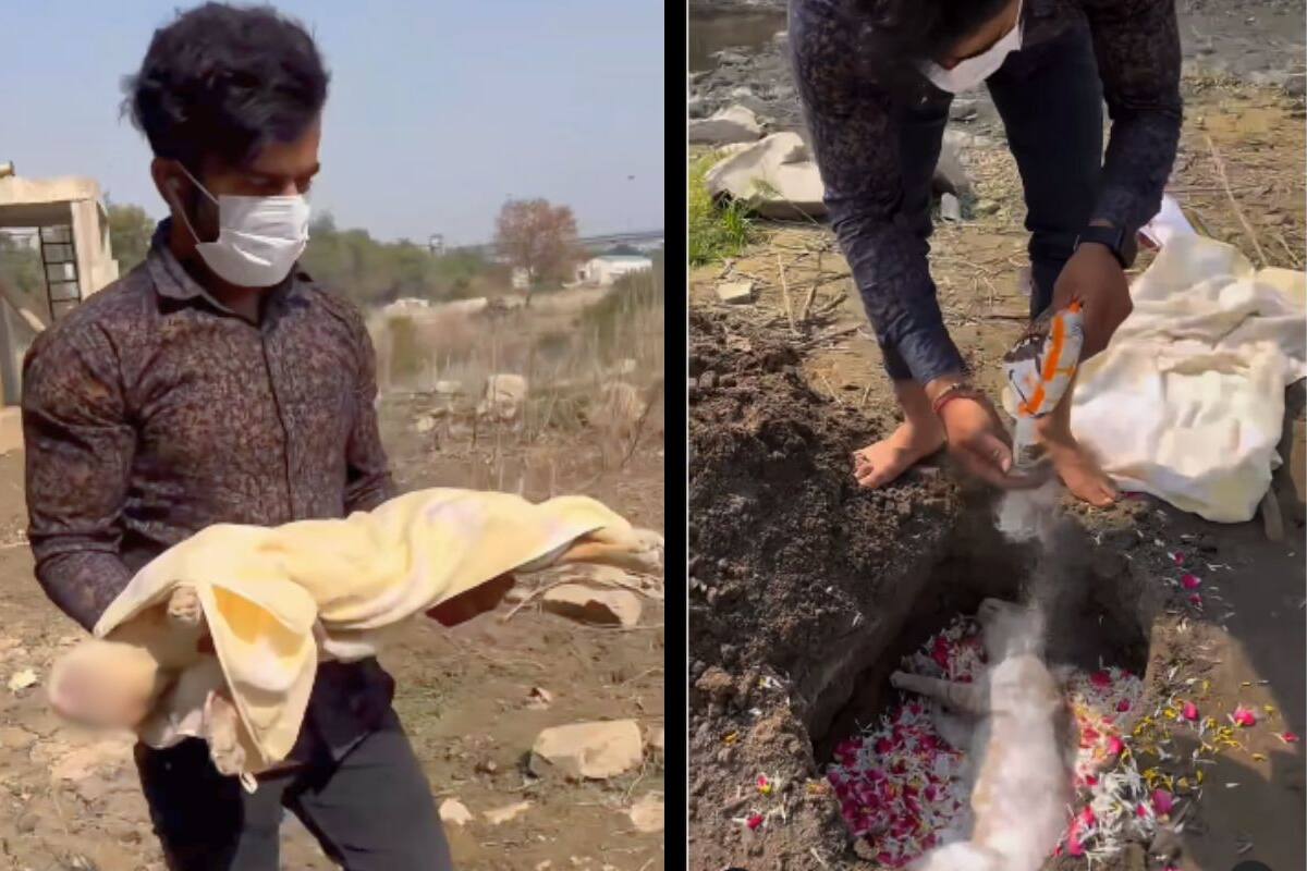 VIDEO: Hombre hace emotivo funeral para gato callejero atropellado