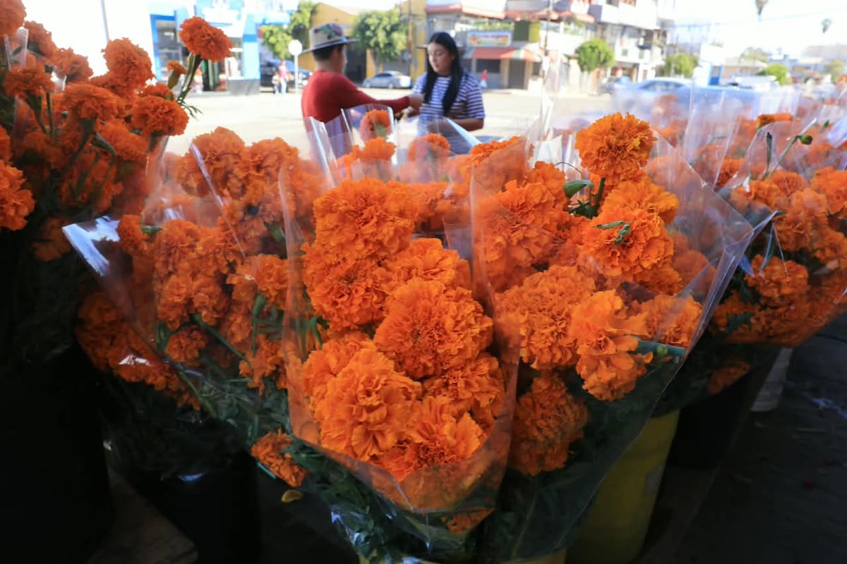 Florerías de Tijuana se preparan para vender cempasúchil por Día de Muertos