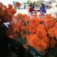 Venta de cempasúchil aumenta por Día de Muertos en Tijuana