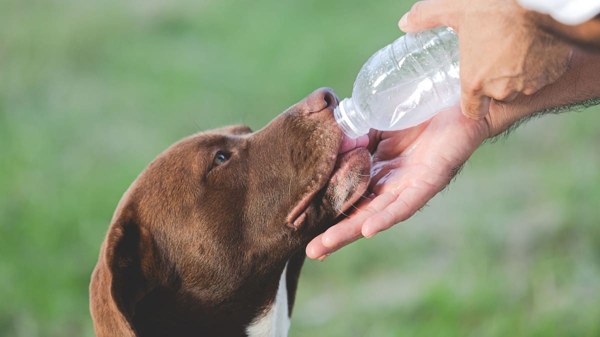 Cómo evitar que tu perro sufra un golpe de calor de hasta 42 grados: expertos de la UNAM explican por qué nunca debes raparlos ni ponerles zapatos durante las olas de calor