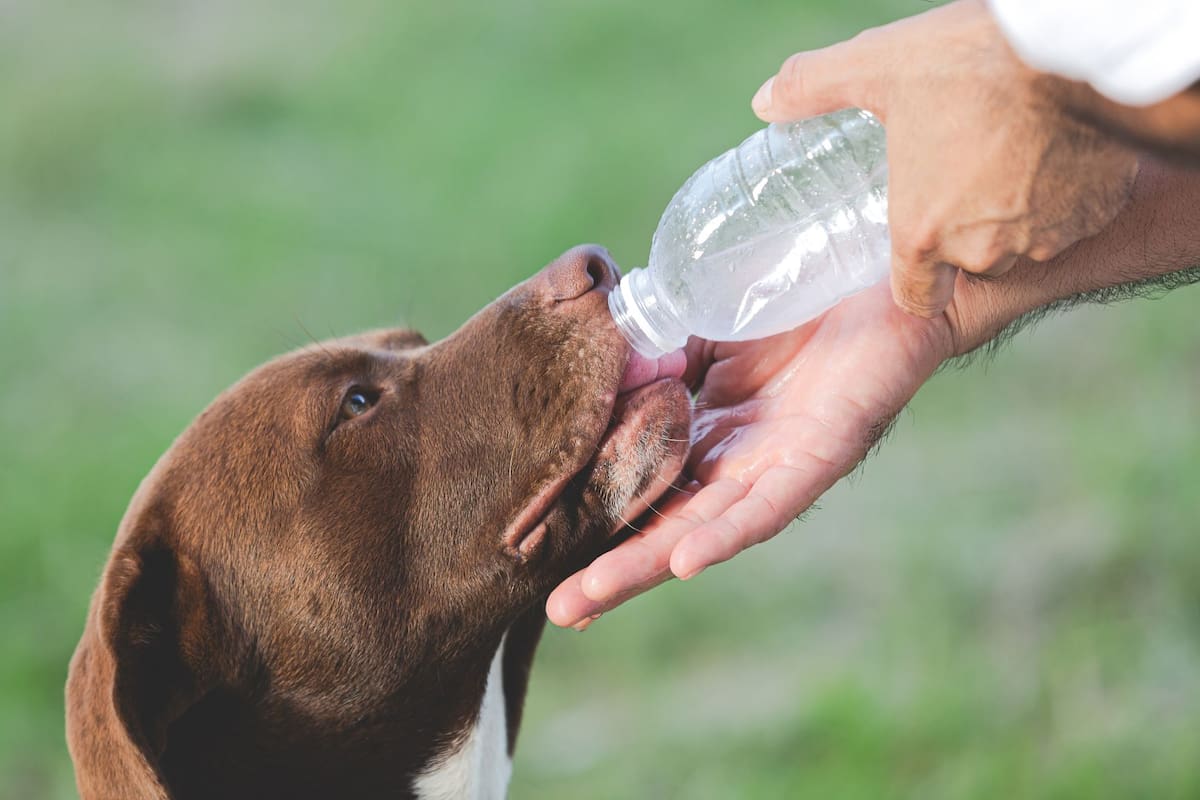 Cómo evitar que tu perro sufra un golpe de calor de hasta 42 grados: expertos de la UNAM explican por qué nunca debes raparlos ni ponerles zapatos durante las olas de calor