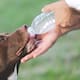 Cómo evitar que tu perro sufra un golpe de calor de hasta 42 grados: expertos de la UNAM explican por qué nunca debes raparlos ni ponerles zapatos durante las olas de calor