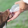 Cómo evitar que tu perro sufra un golpe de calor de hasta 42 grados: expertos de la UNAM explican por qué nunca debes raparlos ni ponerles zapatos durante las olas de calor