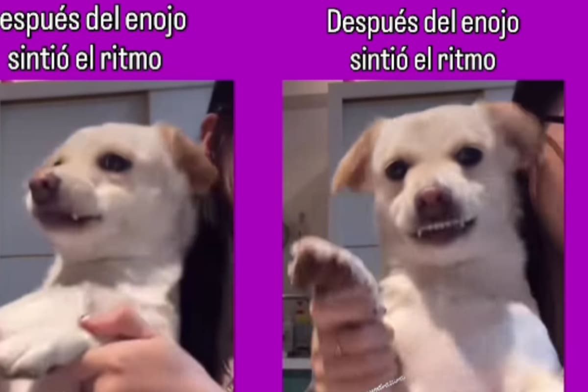 Perrito bailarín enojado conquista las redes y se vuelve viral
