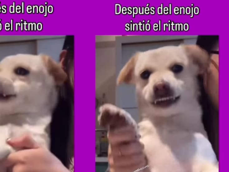 Perrito bailarín enojado conquista las redes y se vuelve viral