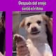 Perrito bailarín enojado conquista las redes y se vuelve viral