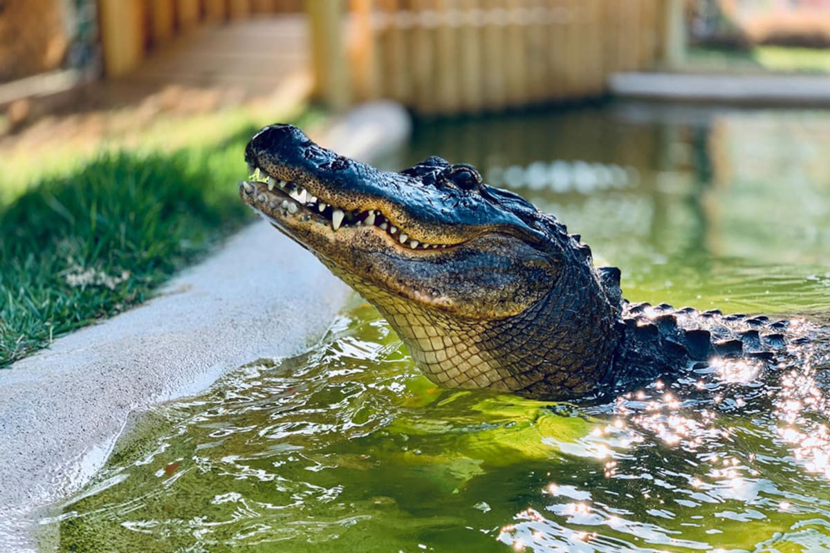 Caimán invade una casa tras el paso del huracán Milton en Florida