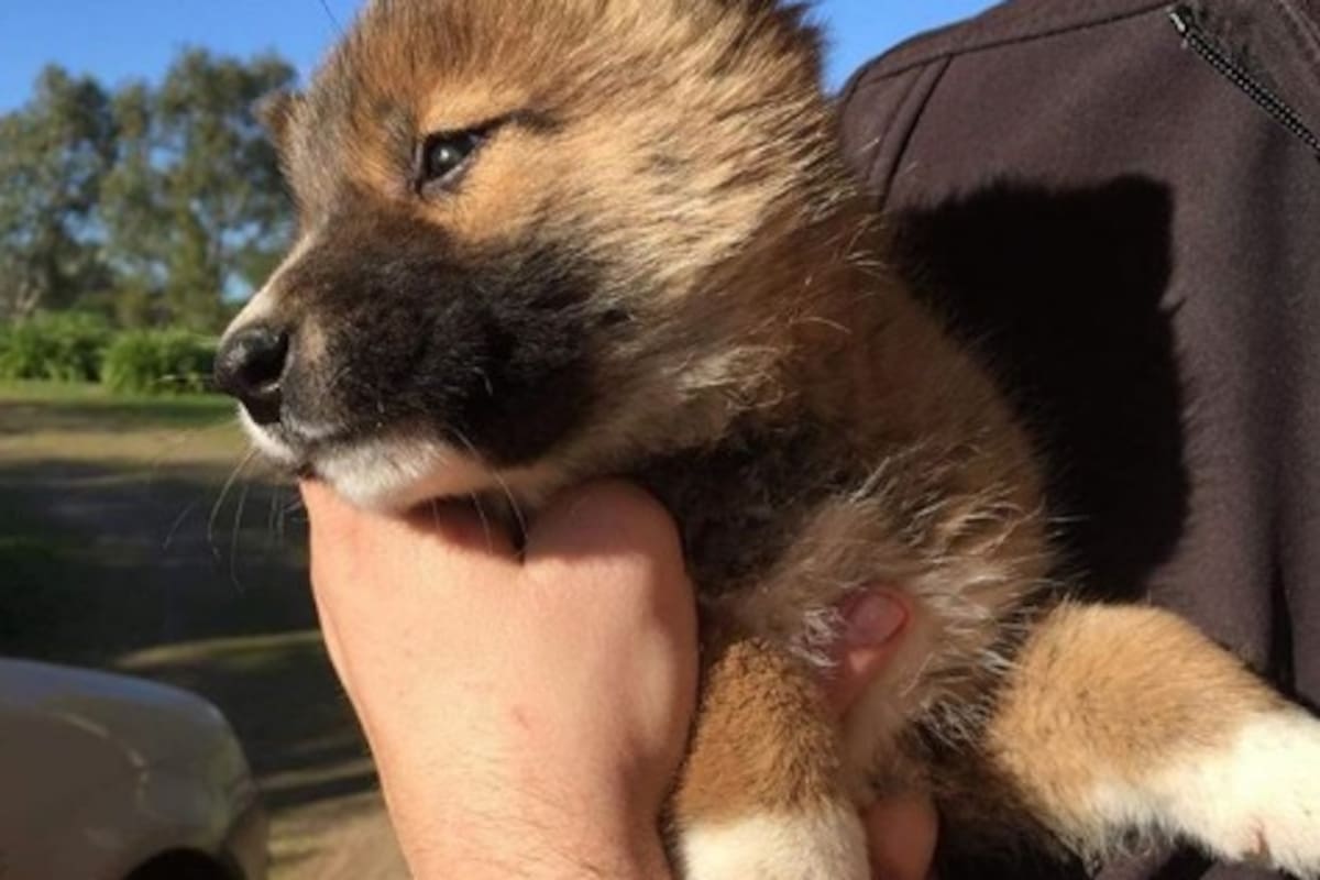 Águila arroja un cachorro en el patio de una mujer y resulta ser un dingo