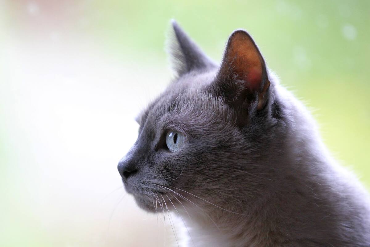 Enseña a su gato a 'hablar', se queja de la música que pone