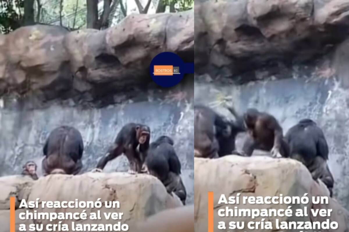 Madre chimpancé reprende a su hijo por tirar piedras al público en el zoológico